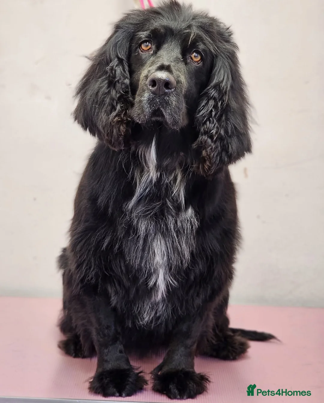 Mixed Breed dogs for sale: Stunning Cocker Spaniel × Border Collie Puppies - Advert 2