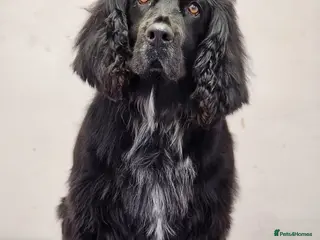 Mixed Breed dogs Stunning Cocker Spaniel × Border Collie Puppies - Advert 21