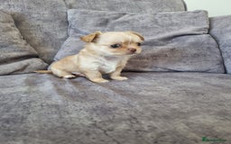 Chihuahua dogs for sale: Stunning Russian lines, Long haired Chihuahuas  - Image 15