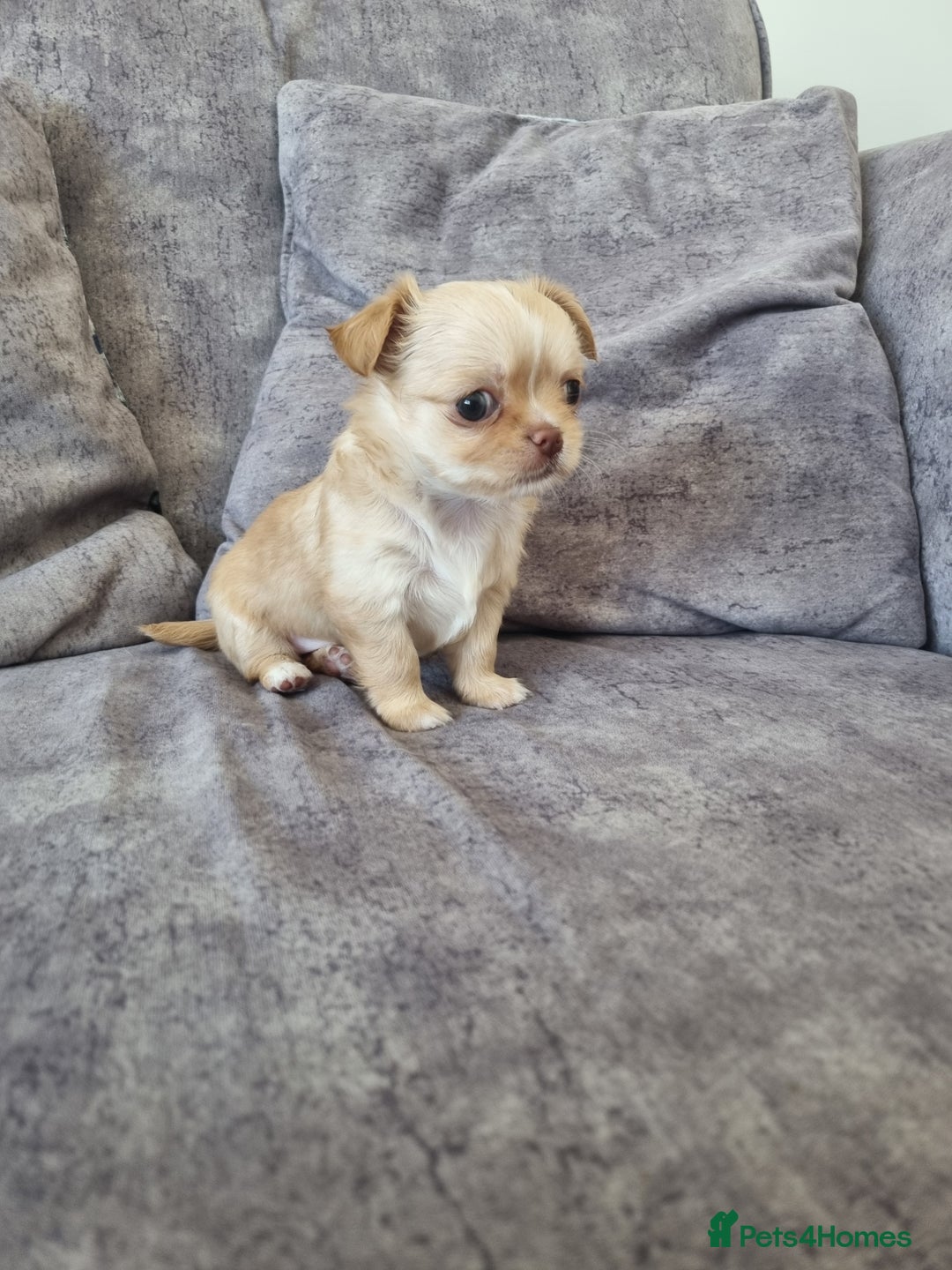 Chihuahua dogs for sale: Stunning Russian lines, Long haired Chihuahuas  - Image 15