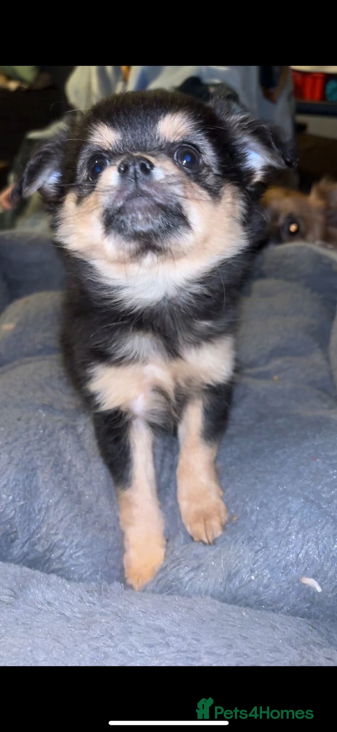Pomchi dogs for sale: Beautiful Pomch puppies - Advert 7