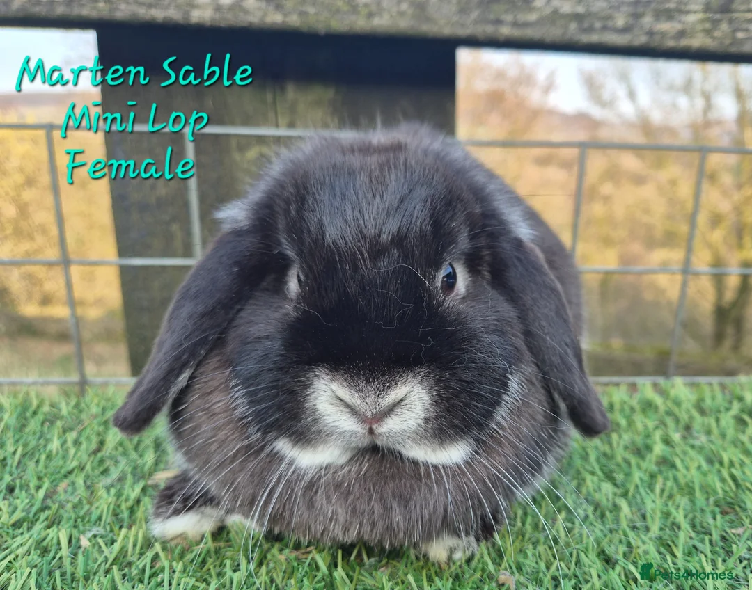 Mini Lop rabbits for sale: Various Adult Mini Lops - Advert 2
