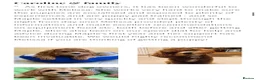 Cavapoochon dogs for sale: Exceptional Extensively health tested cavapoochon - Advert 31
