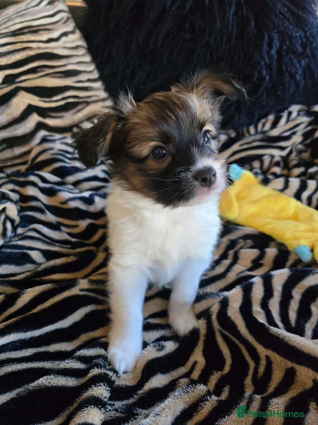 Papillon dogs for sale: ROYAL KENNEL CLUB registered,  DNA tested perents  - Advert 28