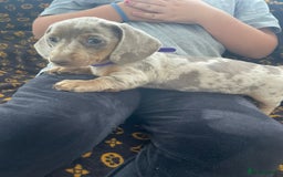 Miniature Dachshund dogs for sale: Miniature dachshund  - Image 8