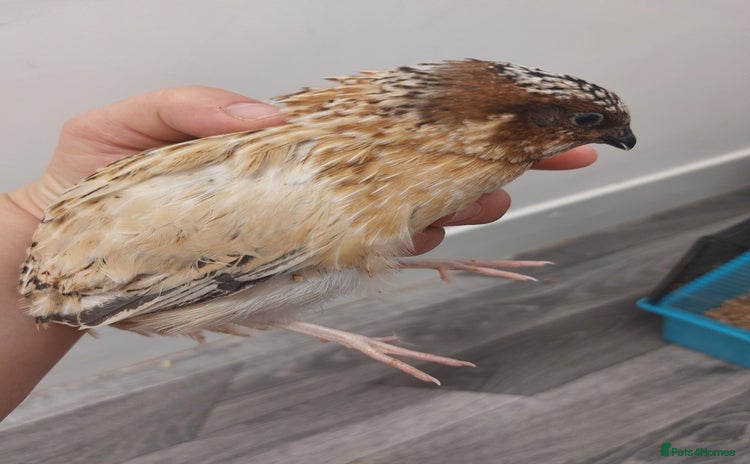 Quail poultry - Advert 1