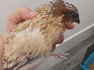 Quail poultry - Advert 4