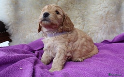 Cockapoo dogs for sale: 5*LICENSED BREEDER WATCH LIVE HEALTH TESTED PARENT - Image 2