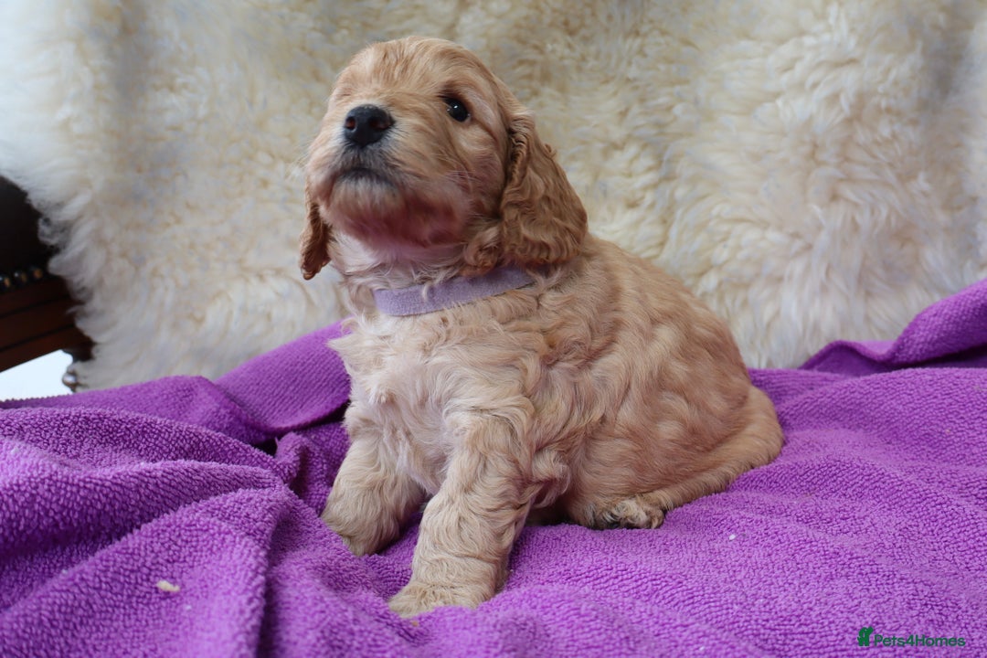 Cockapoo dogs for sale: 5*LICENSED BREEDER WATCH LIVE HEALTH TESTED PARENT - Image 2