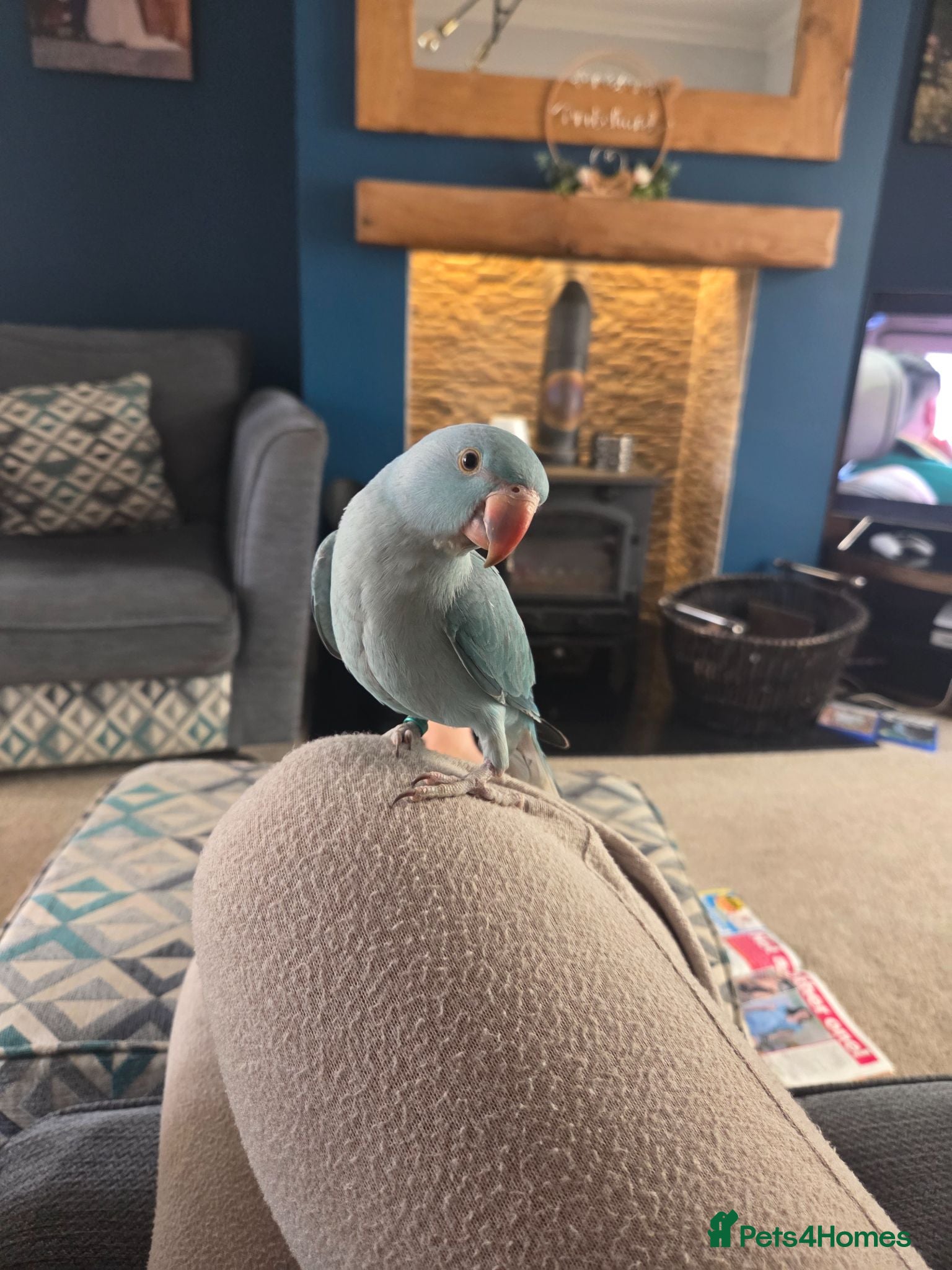 Ringnecks birds Hand reared Baby indian ring neck parrot - Advert 2