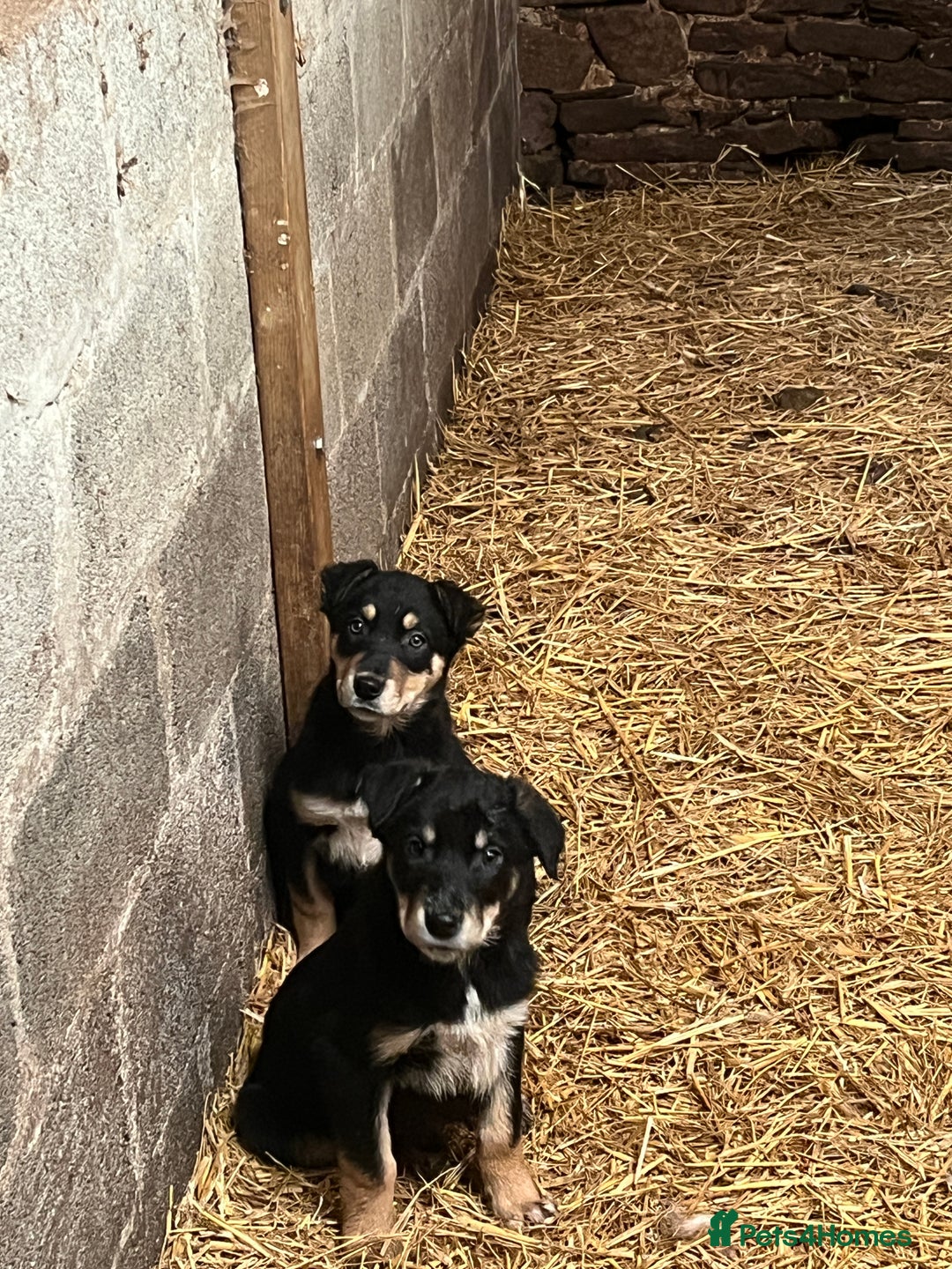 Huntaway dogs for sale: Huntaway puppies - Advert 6