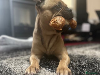 Frug dogs in Bridgwater - Advert 1