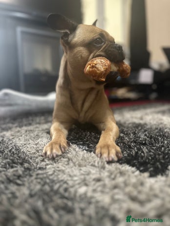 Frug dogs in Bridgwater - Advert 1