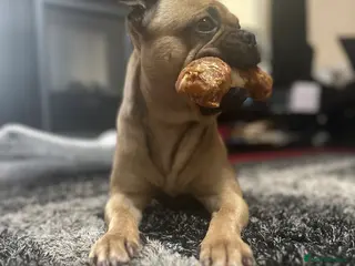 Frug dogs Rocco the Frug in Bridgwater - Advert 14