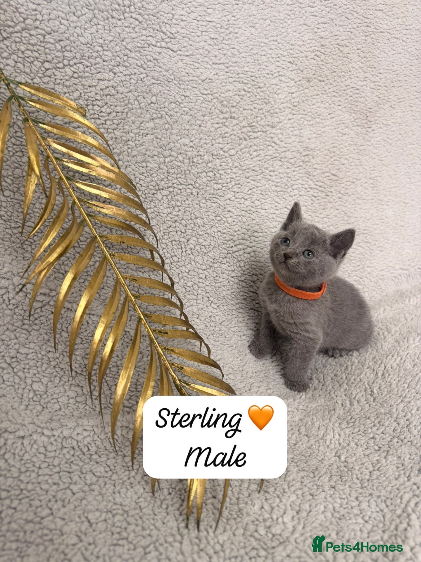 Russian Blue cats for sale: 😻GCCF RUSSIAN BLUES😻 - Advert 1