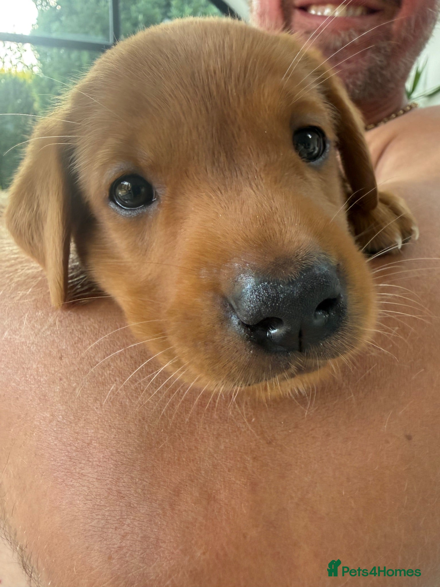 Labrador Retriever dogs  Fox red Labradors - Advert 2