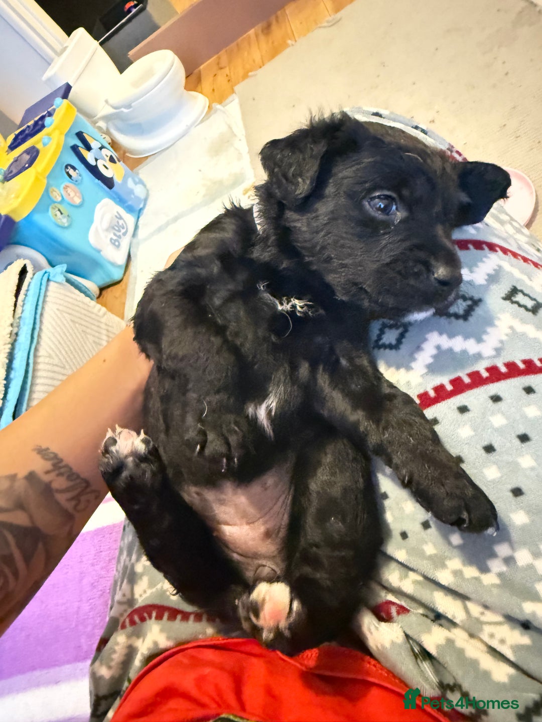 Goldador dogs for sale: Goldador x Labrottie Miniature Puppies for Sale - Advert 14