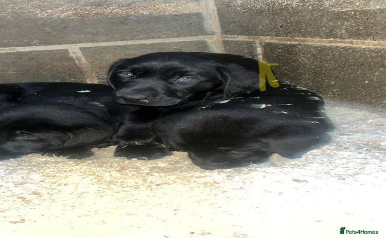Labrador Retriever dogs Beautiful black KC registered Labradors  - Advert 2