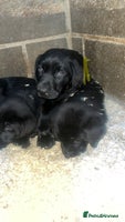 Labrador Retriever dogs Beautiful black KC registered Labradors - Advert 1