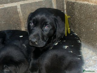 Labrador Retriever dogs Beautiful black KC registered Labradors - Advert 4