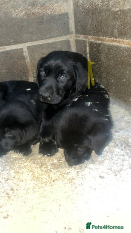 Labrador Retriever dogs Beautiful black KC registered Labradors - Advert 1