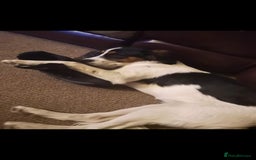 Mixed Breed dogs for sale: 2 female older dogs  - Image 13