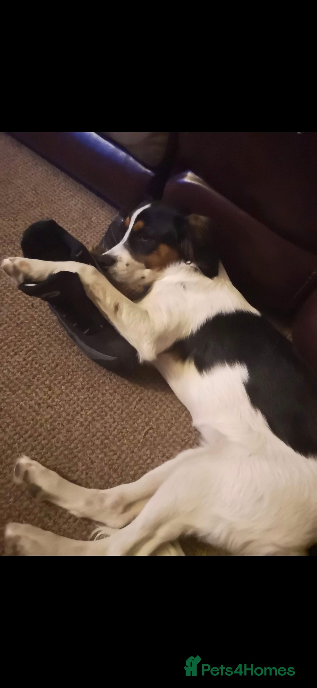 Mixed Breed dogs for sale: 2 female older dogs  - Image 13