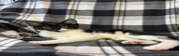 Mixed Breed cats for sale: 5 Gorgeous Kittens - Advert 2