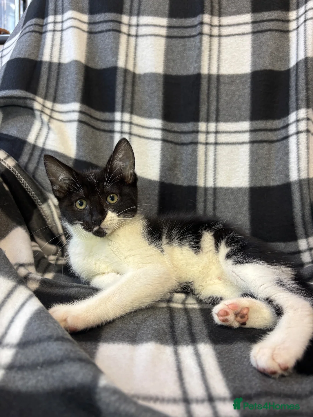 Mixed Breed cats for sale: 5 Gorgeous Kittens - Advert 2