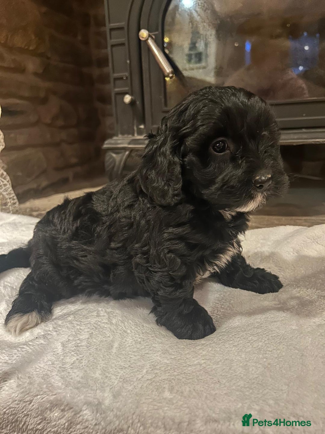 Cavachon dogs for sale: Beautiful Cavapoochon puppy - Advert 1