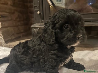 Cavachon dogs Beautiful Cavapoochon puppy - Advert 1