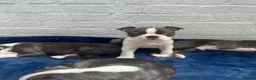 Boston Terrier dogs for sale: Brindle Boston terrier KC puppies  - Advert 15