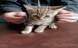 Domestic Shorthair cats for sale: Stunning kittens for sale - Image 23