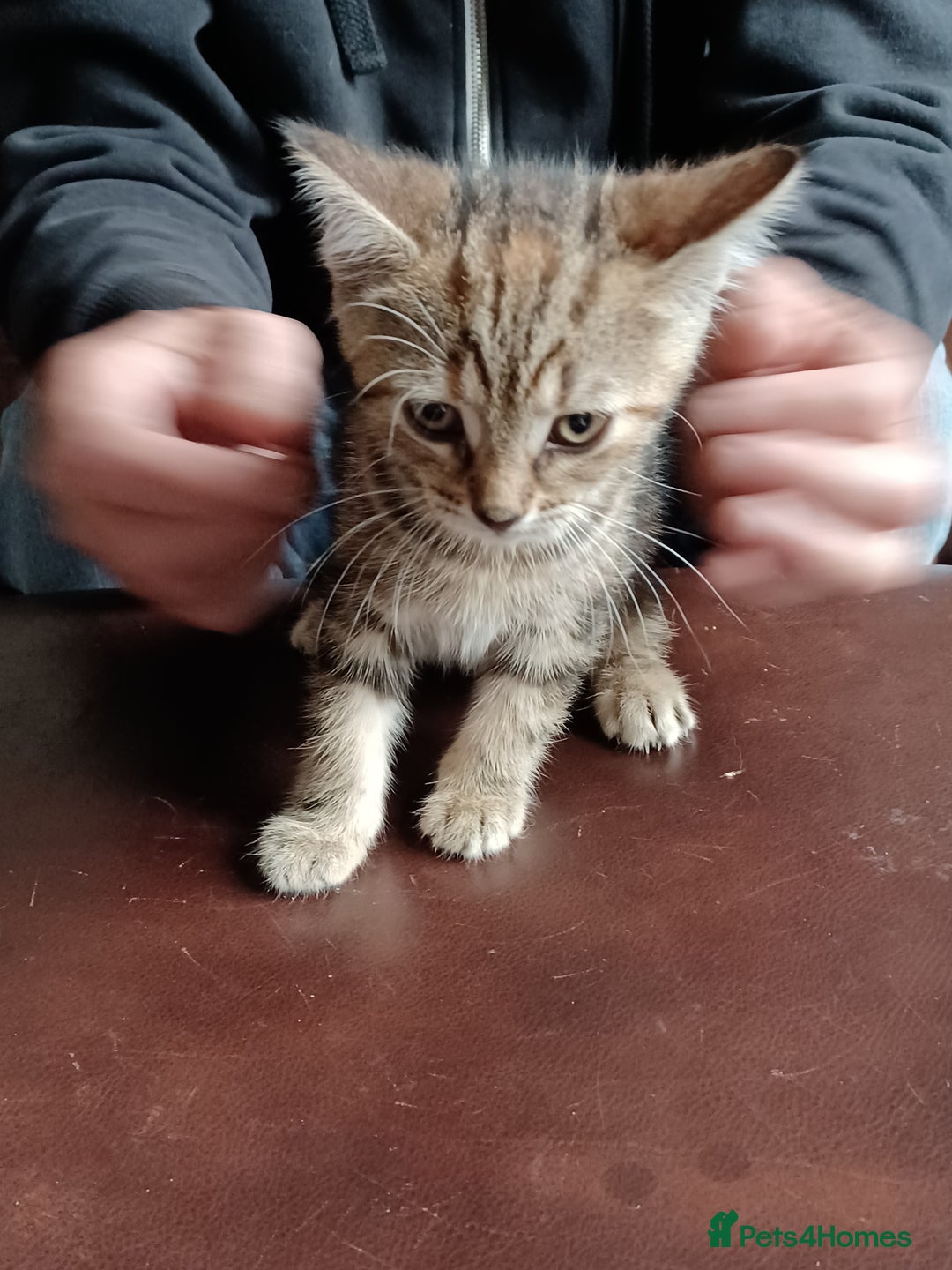 Domestic Shorthair cats for sale: Stunning kittens for sale - Image 23