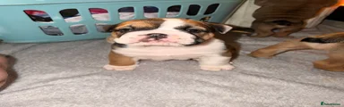 English Bulldog 1