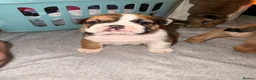 English Bulldog dogs for sale: Bulldog pups  in Llanelli - Advert 12