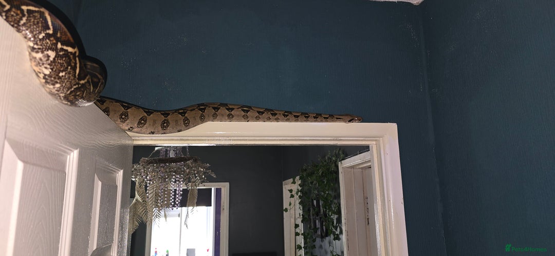 Boa Snake reptiles for sale: Boa constrictor (don't know what sex) - Image 6
