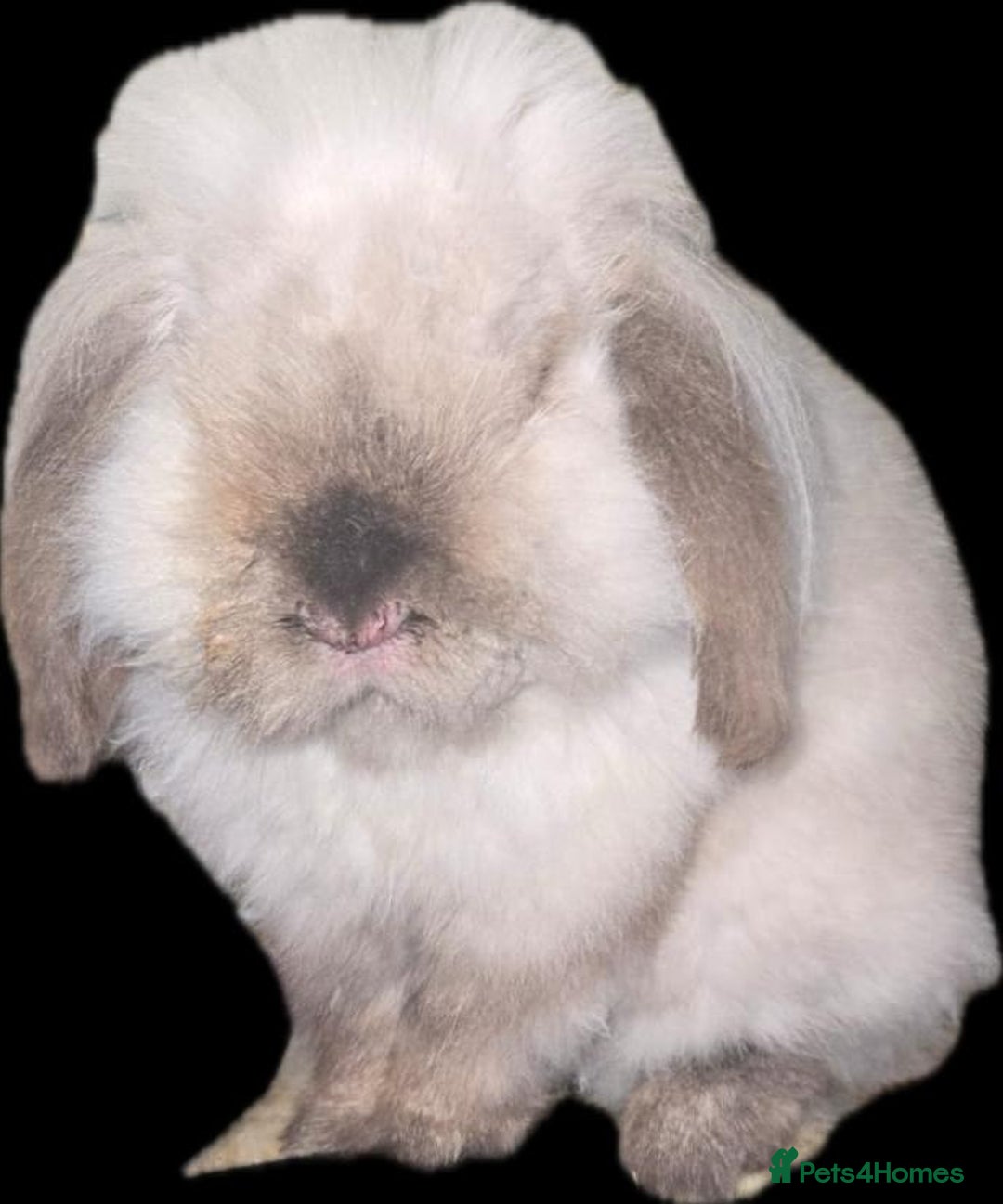 Mini Lion Lop rabbits for sale: Adult Mini lion lop buck (male) - Advert 2