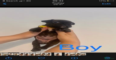 French Bulldog dogs - Advert 1