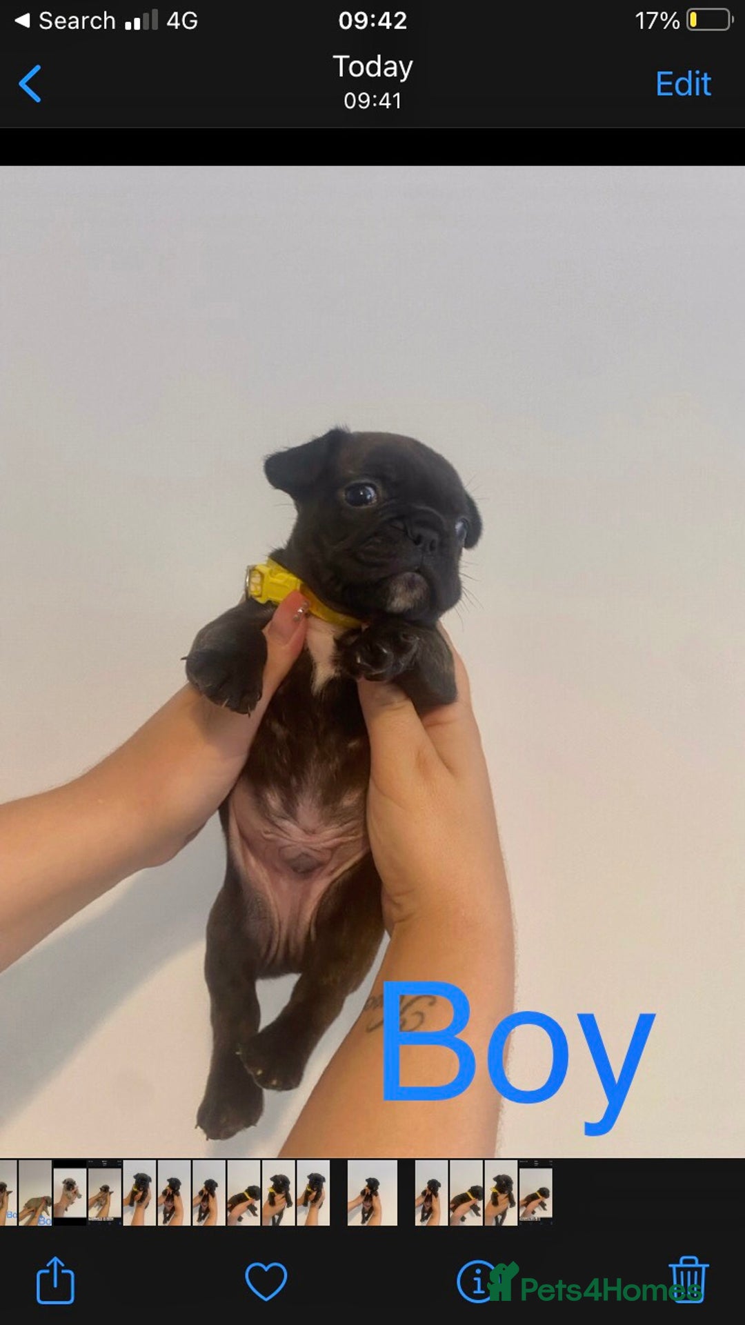 French Bulldog dogs for sale: 3 beautiful French bulldogs 😍 - Image 3