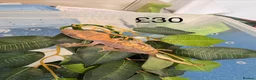 Gecko reptiles for sale: Crested Geckos various  in Burgess Hill - Advert 9