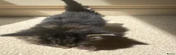 Mixed Breed cats for sale: 2 female 1 male kitten  in Exeter - Advert 5