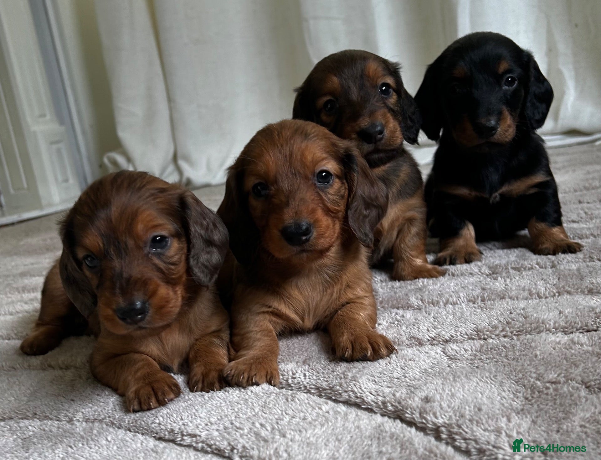 Dachshund dogs STANDARD KC REG LONGHAIRED DACHSHUNDS  - Advert 1