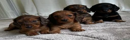Dachshund dogs for sale: STANDARD KC REG LONGHAIRED DACHSHUNDS  - Advert 1