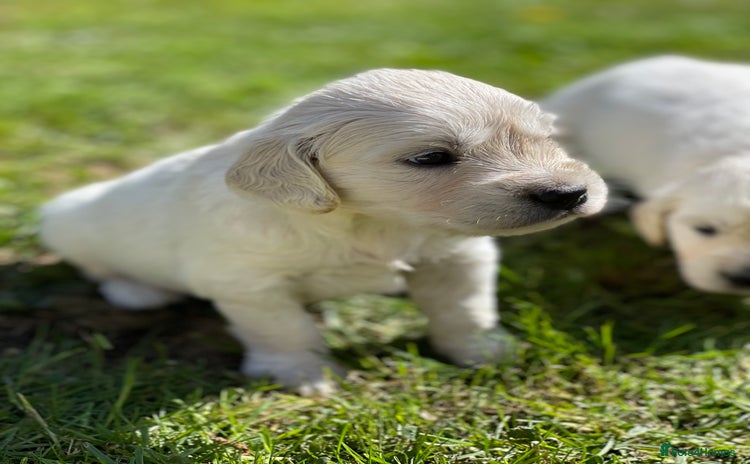 Golden Retriever dogs - Advert 7