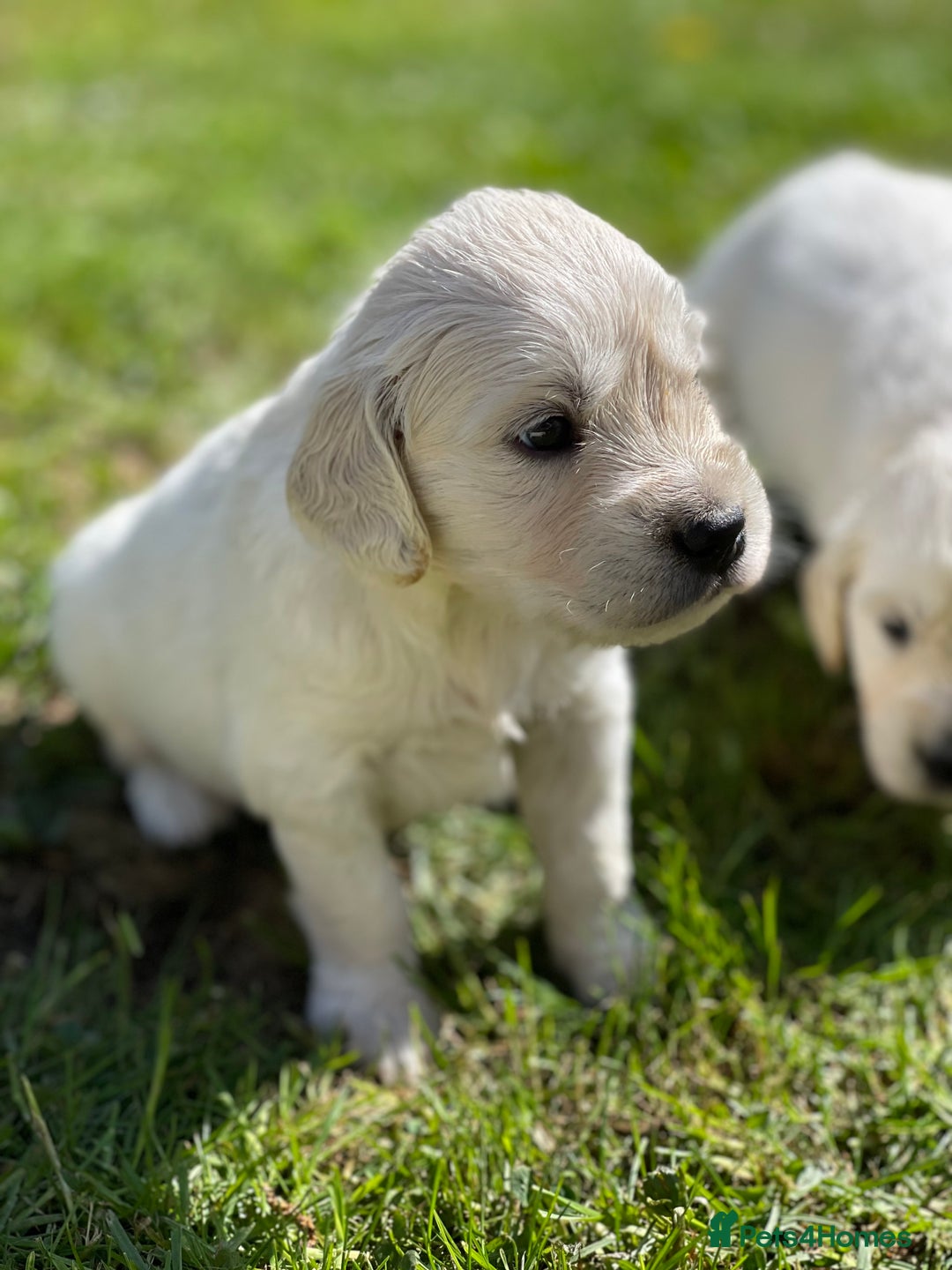 Golden Retriever dogs for sale: Cream Golden Retriever - Image 1