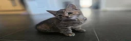 Mixed Breed cats for sale: 3 beautiful babies looking for forever homes - Advert 28