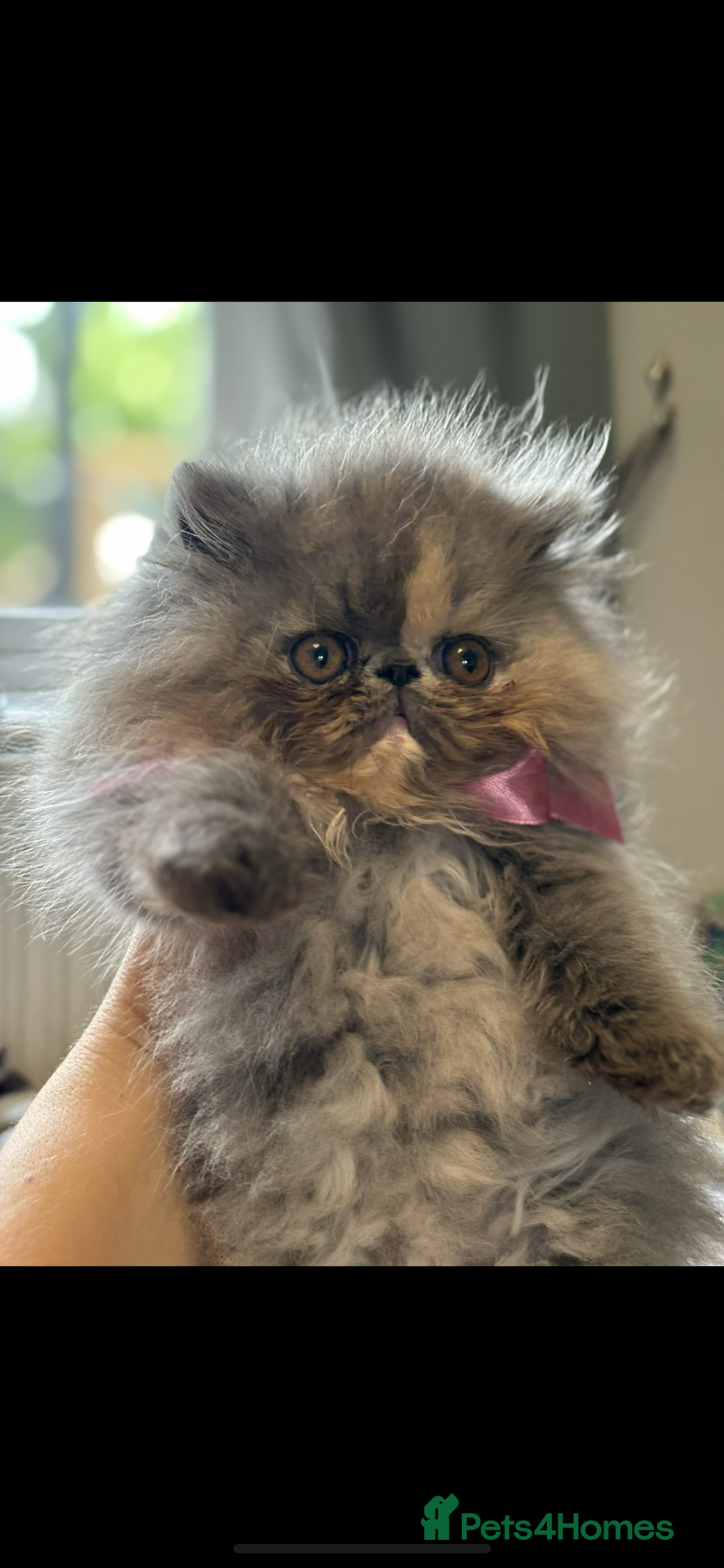 Persian cats for sale: Beautiful Female Persian Kitten🩷 - Advert 2