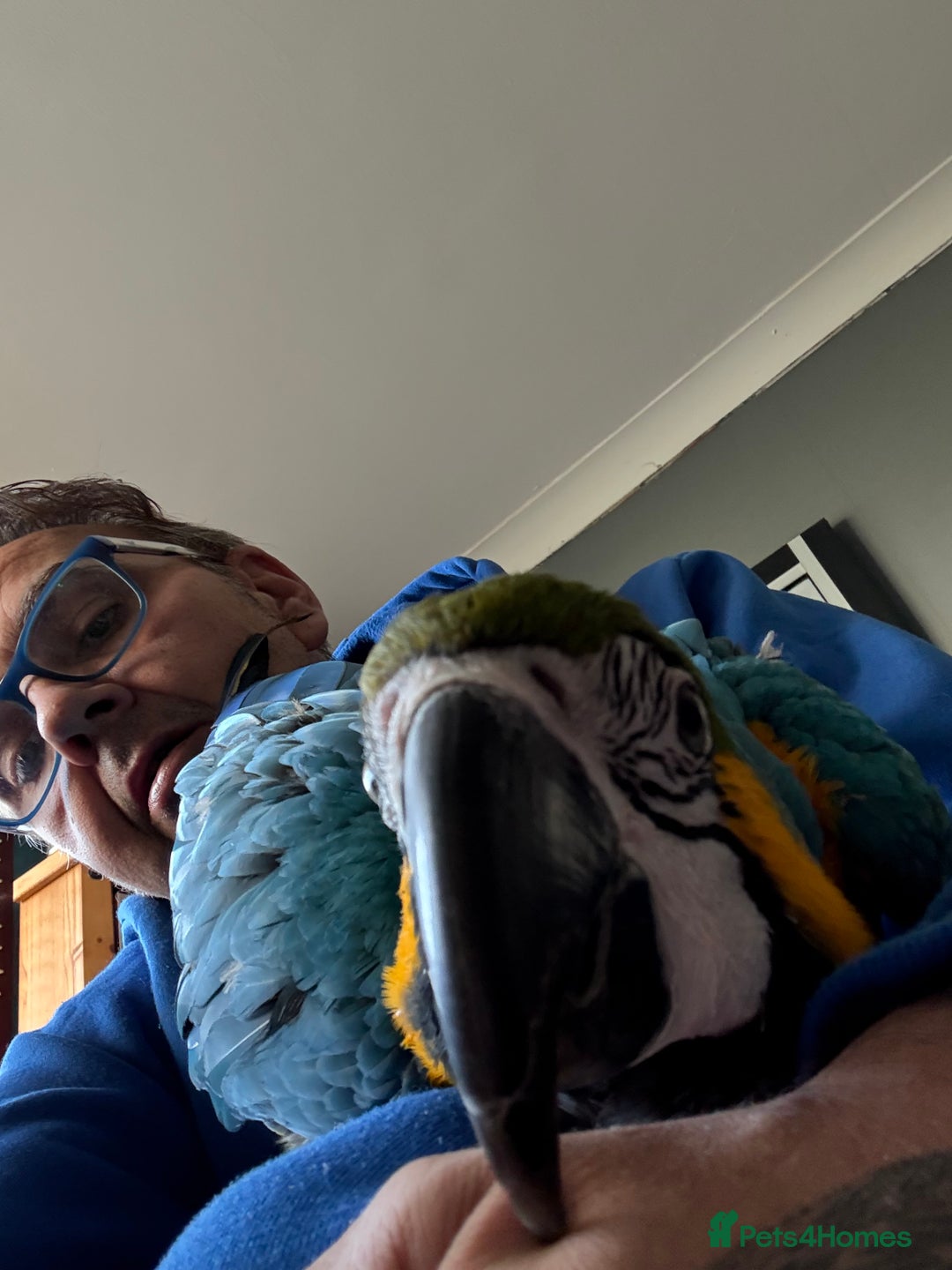 Macaws birds for sale: Ricco gold chested macaw - Advert 1