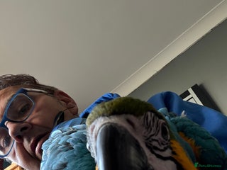 Macaws birds Ricco gold chested macaw - Advert 1